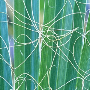 Abstract detail of California Fan Palm (Washingtonia filifera) California, USA
