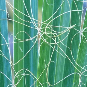 Abstract detail of California Fan Palm (Washingtonia filifera) California, USA Abstract detail of California Fan Palm (Washingtonia filifera) California, USA