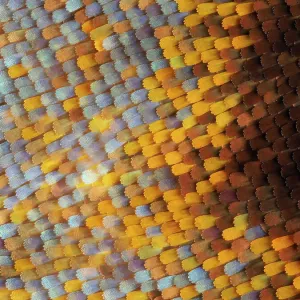 Retrato abstracto en close-up de escamas de las alas de una mariposa. Retrato abstracto en close-up de escamas de las alas de una mariposa.