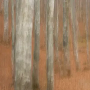 Abstract European beech tree (Fagus sylvatica) trunks, Pollino National Park, Basilicata