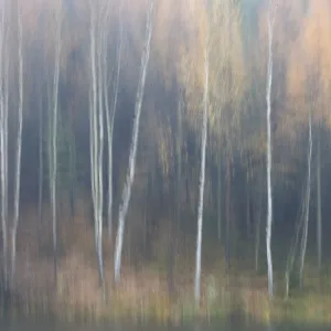 Abstract of forest in autumn, Krasna Lipa, Ceske Svycarsko / Bohemian Switzerland National Park