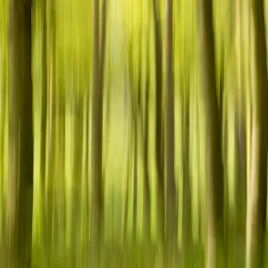 Abstract of forest, The National Forest, UK, Spring, 2011