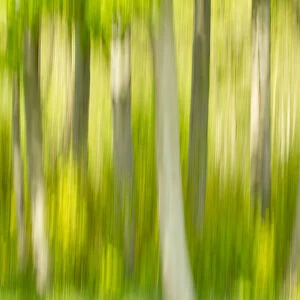Abstract of forest, The National Forest, UK, Spring, 2011
