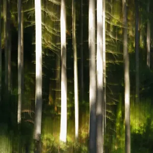Abstract impression of forest with reflection in Krinice River, Kyov, Ceske Svycarsko Abstract impression of forest with reflection in Krinice River, Kyov, Ceske Svycarsko
