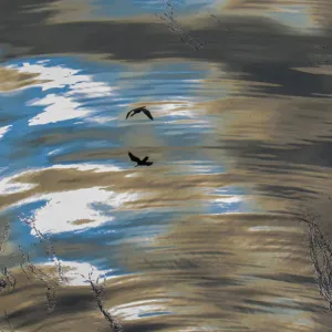 Abstract patterns of reflected sky and clouds on the ocean with a silhouetted Red-faced cormorant