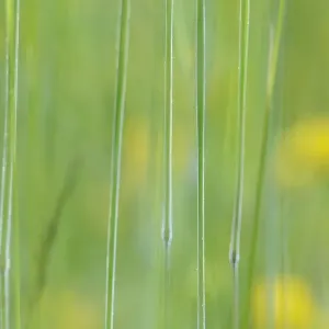 Photographie abstraite de graminées et de fleurs jaunes, Vosges, France, juin. Photographie abstraite de graminées et de fleurs jaunes, Vosges, France, juin.