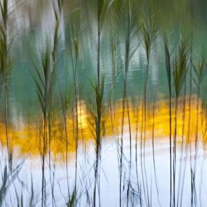 Abstract of reeds in front of lake with reflections, Plitvice Lakes National Park