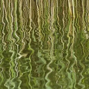 Abstract reflection of reeds in rippled water, Westhay Moor SWT reserve, Somerset Levels Abstract reflection of reeds in rippled water, Westhay Moor SWT reserve, Somerset Levels