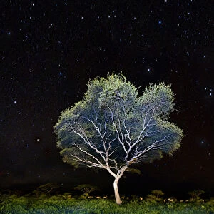 Acacia sp. at night, with a herd of Plains Zebra (Equus quagga) beneath. Near Ndutu