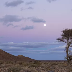 Acacia tree at dusk, Sahara desert, Djebel Ouarkziz, Southern Morocco, Africa