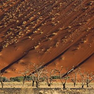 Acacia trees below a sand dune in Tscauchab valley, Namib-Naukluft National Park, Namibia