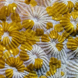 Acoel flatworms on coral print Acoel flatworms on coral print