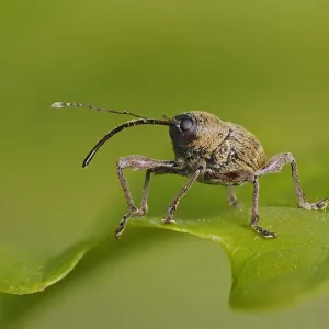 Acorn Weevil Portrait Print on Oak Leaf Acorn Weevil Portrait Print on Oak Leaf