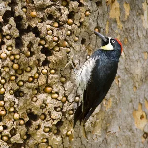 Acorn Woodpecker (Melanerpes formicivorus), male at granary tree showing many acorns