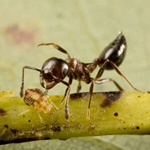 Acrobat ant (Crematogaster sp) tending aphids on white oak (Quercus sp) Washington State Park
