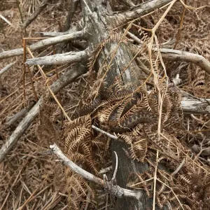 Adder (Vipera berus) print, camouflaged in dead ferns