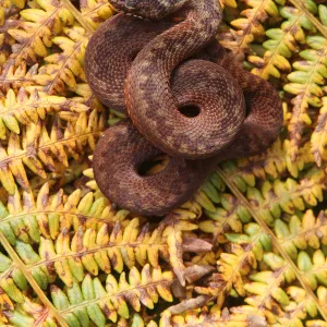 Adder (Vipera berus) female basking in ferns, brown colouration, Peak District, UK