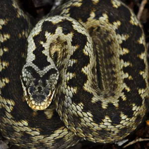 Adder (Vipera berus) portrait coiled up, Powerstock Common nature reserve, Dorset