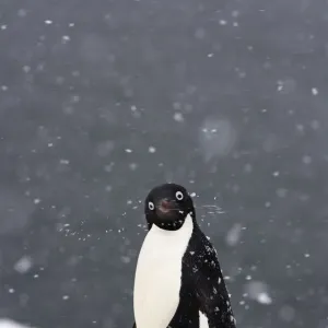 Adelie penguin (Pygoscelis Adeliae) in falling snow on the western Antarctic Peninsula