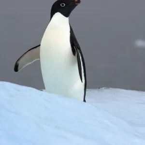 Adelie penguin (Pygoscelis Adeliae) on glacial ice along the western Antarctic Peninsula