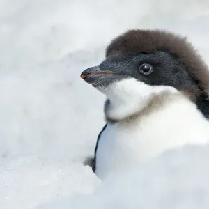 Adelie Penguin Chick Moult Print, Antarctica Adelie Penguin Chick Moult Print, Antarctica