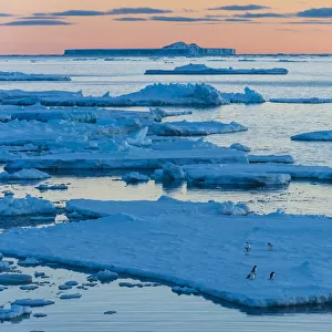 Adelie penguin (Pygoscelis adeliae) on the ice pack, at dawn, Antartida