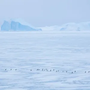 Adelie Penguin Print: Davis Station, East Antarctica Adelie Penguin Print: Davis Station, East Antarctica