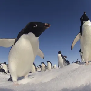 Adelie penguins (Pygoscelis adeliae) wide angle portrait of two with larger group in background