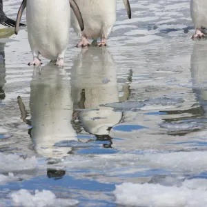 Adelie penguins (Pygoscelis adeliae) reflected in water, Cape Adare, Antarctica, December