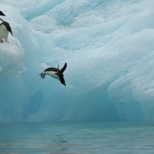 Adelie penguins (Pygoscelis adeliae) diving off iceberg, Antarctica, January