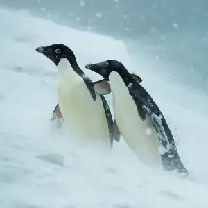 Two Adelie penguins (Pygoscelis adeliae) helping each other walk uphill in a snowstorm, Joinville Island, Antarctica Two Adelie penguins (Pygoscelis adeliae) helping each other walk uphill in a snowstorm, Joinville Island, Antarctica