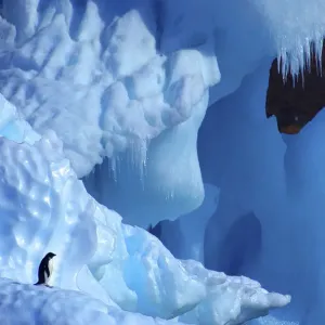 Two Adelie Penguins {Pygoscelis adeliae} on iceberg, Antarctica Two Adelie Penguins {Pygoscelis adeliae} on iceberg, Antarctica