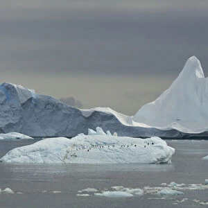 Adelie penguins (Pygoscelis adeliae) on iceberg, Antarctica, January