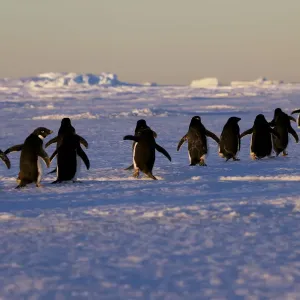 Adelie penguins (Pygoscelis adeliae) travelling to the ice edge to feed, Antarctica Adelie penguins (Pygoscelis adeliae) travelling to the ice edge to feed, Antarctica
