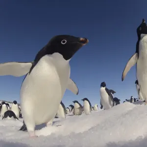 Adelie penguins (Pygoscelis adeliae) wide angle portrait of two with larger group in background Adelie penguins (Pygoscelis adeliae) wide angle portrait of two with larger group in background