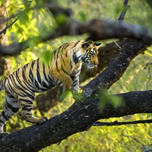 Adolescent male Bengal Tiger (Panthera tigris tigris) (around 15 months) climbing a tree