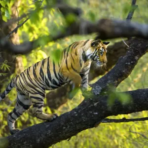 Bengal Tiger Print: Adolescent Male Climbing Tree Bengal Tiger Print: Adolescent Male Climbing Tree