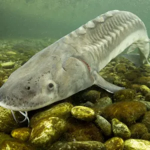 Print of a captive Adriatic sturgeon in Lombardia, Italy Print of a captive Adriatic sturgeon in Lombardia, Italy