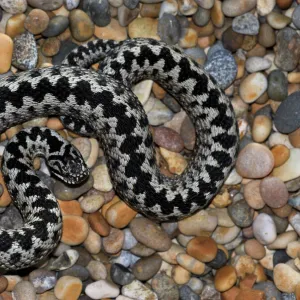 Adult Adder (Vipera berus) basking on pebble beach. Abbotsbury, Dorset, UK, March