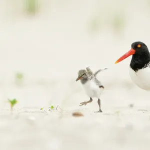 Erwachsener amerikanischer Ochsenfischseher (Haematopus palliatus), der am Strand spaziert und ein Jungvogel rennt und seine Flügel schwingt. Lange Insel, New York, USA. Juni Erwachsener amerikanischer Ochsenfischseher (Haematopus palliatus), der am Strand spaziert und ein Jungvogel rennt und seine Flügel schwingt. Lange Insel, New York, USA. Juni
