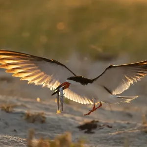 Adult Black skimmer (Rynchops niger), in breeding plumage Adult Black skimmer (Rynchops niger), in breeding plumage