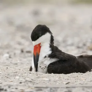 Adult Black skimmer (Rynchops niger) brooding chick, Long Island, New York, USA. August Adult Black skimmer (Rynchops niger) brooding chick, Long Island, New York, USA. August