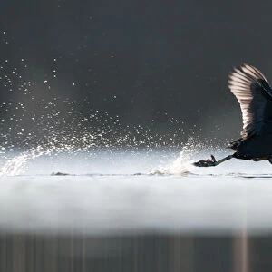 An adult Coot (Fulica atra) running across the surface of a lake, Derbyshire, England
