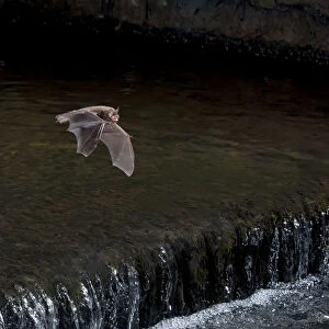 Adult Daubentons bat (Myotis daubentoni) flying over a weir, England, UK, September