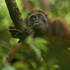 Adult female Bornean Orangutan (Pongo pygmaeus) resting on a large vine in the wild