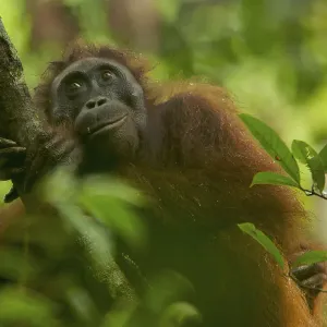 Bornean Orangutan Print - Adult female resting on a vine Bornean Orangutan Print - Adult female resting on a vine