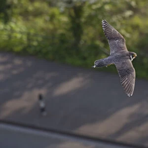 Adult female Peregrine falcon (Falco peregrinus) in flight over a road in the Avon Gorge