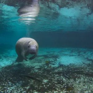 Adult Florida manatee Print in Three Sisters Spring Adult Florida manatee Print in Three Sisters Spring