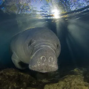 Adult Florida manatee Print, waking at first light Adult Florida manatee Print, waking at first light