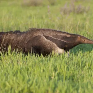 Adult Giant Anteater Print: Los Llanos Savannah Scene Adult Giant Anteater Print: Los Llanos Savannah Scene